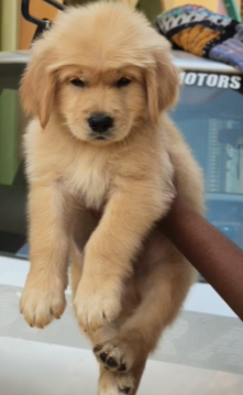 Purchase Friendly Golden Retriever Puppy from Bangalore